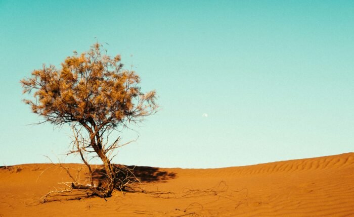 Marrakech to Mhamid 2 days