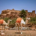 marrakech to fes desert tour 4 days